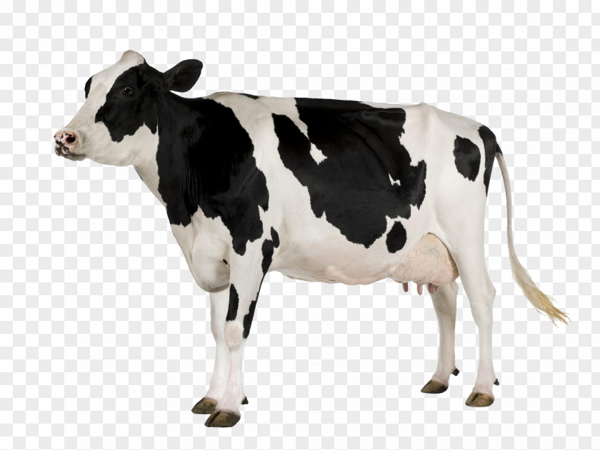Holstein Friesian Cattle Desktop Wallpaper Display Resolution PNG