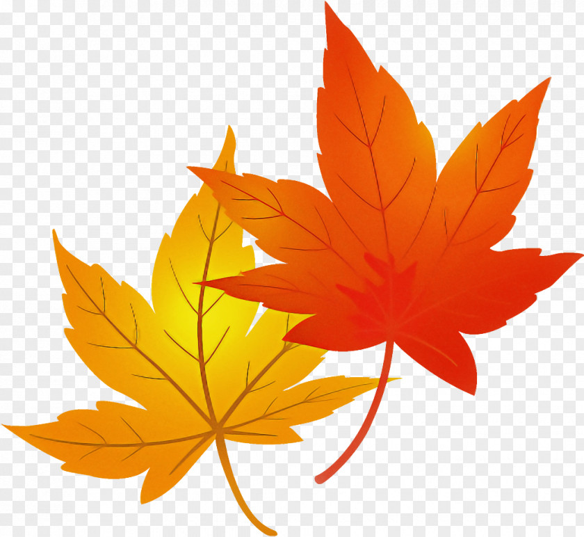 Maple Leaves Autumn PNG