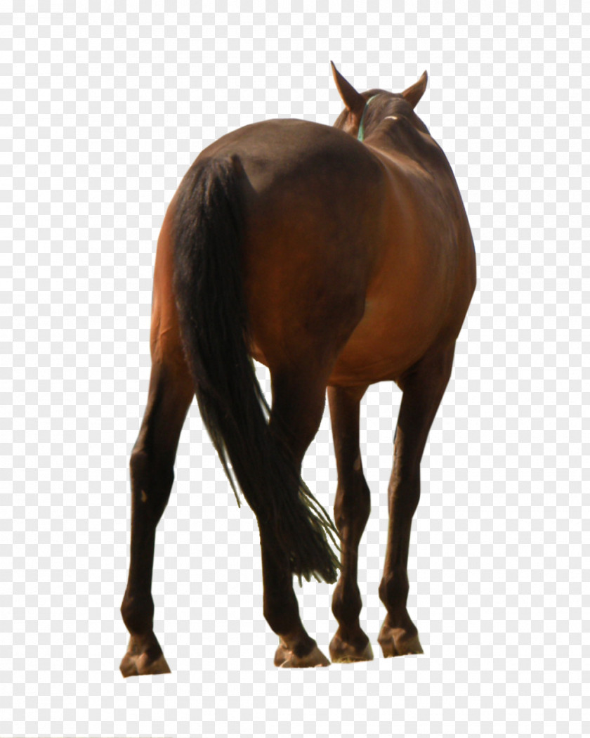 Mustang Mane Stallion Mare Rein PNG