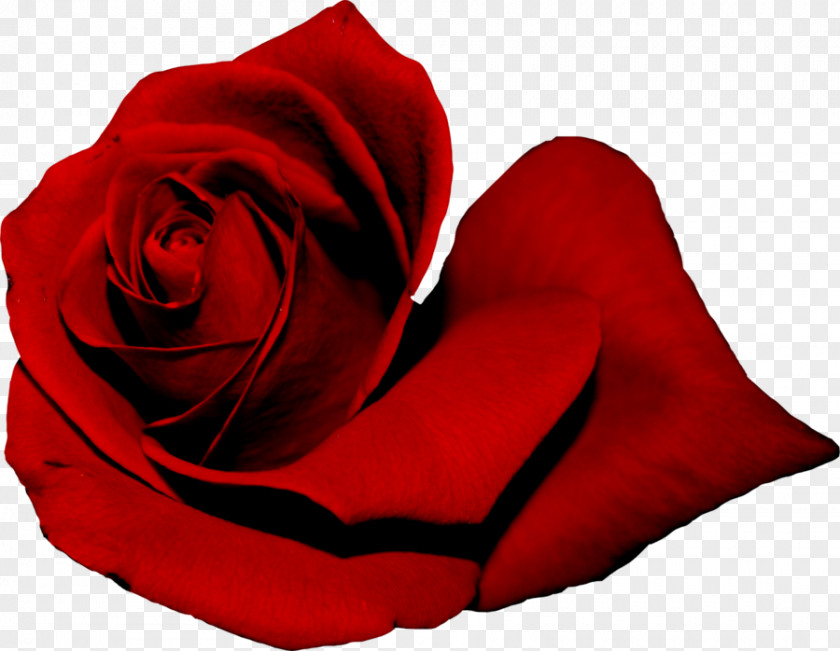 Rose Garden Roses Red Clip Art PNG