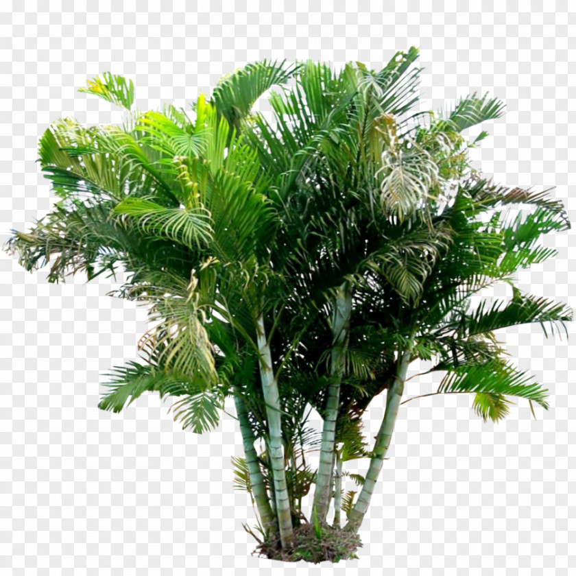 Arecaceae Areca Palm Holsteiner Blut Plant PNG