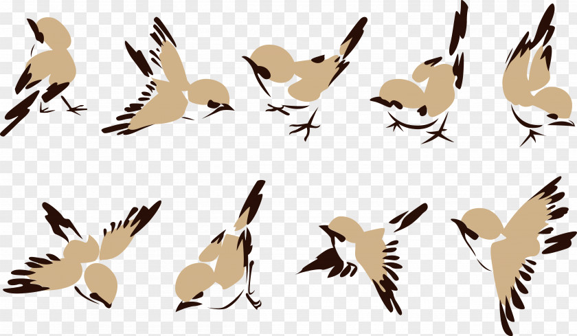 Ink Pen Jane Little Sparrow. House Sparrow Bird Clip Art PNG