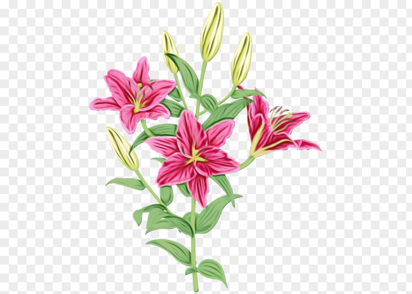 Lily Family Cut Flowers Flower Flowering Plant Stargazer PNG