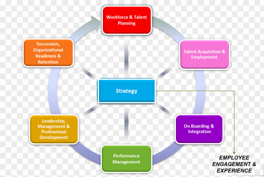 Human Resource Organization Leadership Management Business Goal PNG