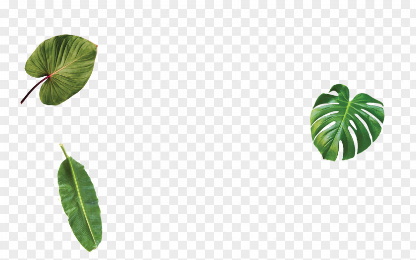 Leaf Plant Stem PNG