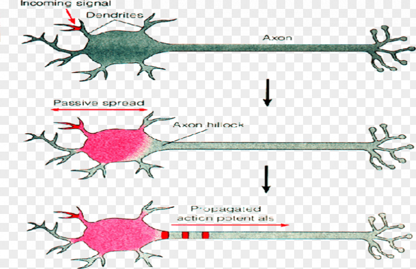 Postsynaptic Potential Excitatory Action Neuron Synapse PNG