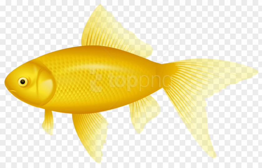 Tail Bonyfish Fish Cartoon PNG
