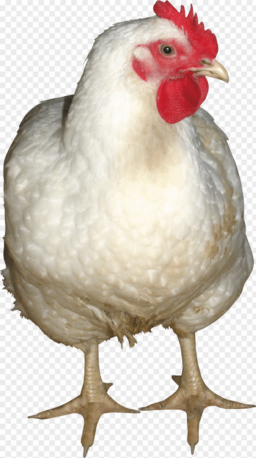 White Chicken Image Rooster Sound Effect Freesound PNG