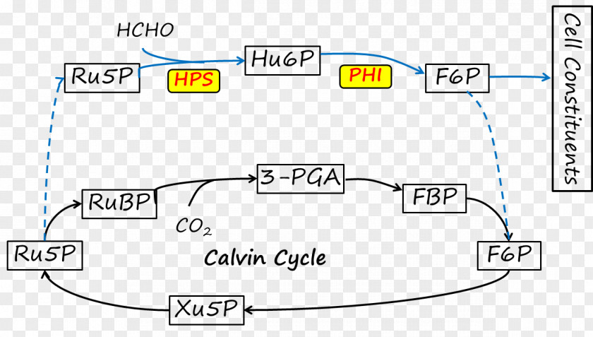 Calvin Cycle Diagram Angle PNG