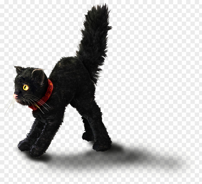 Fear Of Cats Black Cat Kitten Whiskers PNG