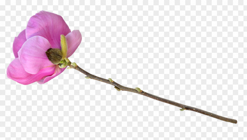 Long Flower Cut Flowers Plant Stem Tulip Floral Design PNG