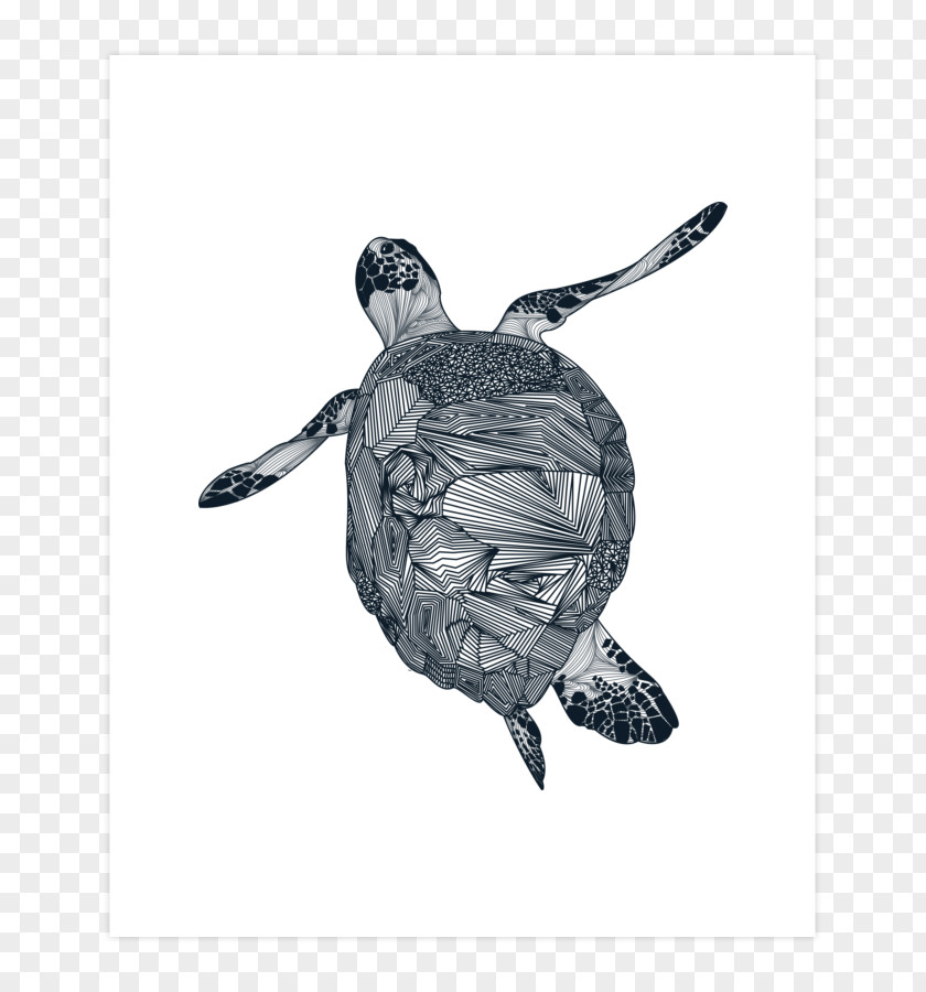 Turtle Sea Tortoise Drawing /m/02csf PNG