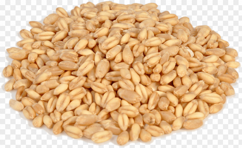 Wheat Caryopsis Emmer Durum Khorasan Cereal PNG