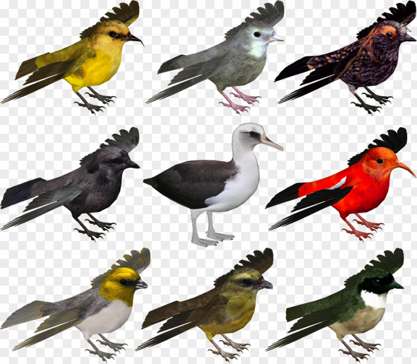 Zoo Tycoon 2 Hawaii Bird Wiki PNG