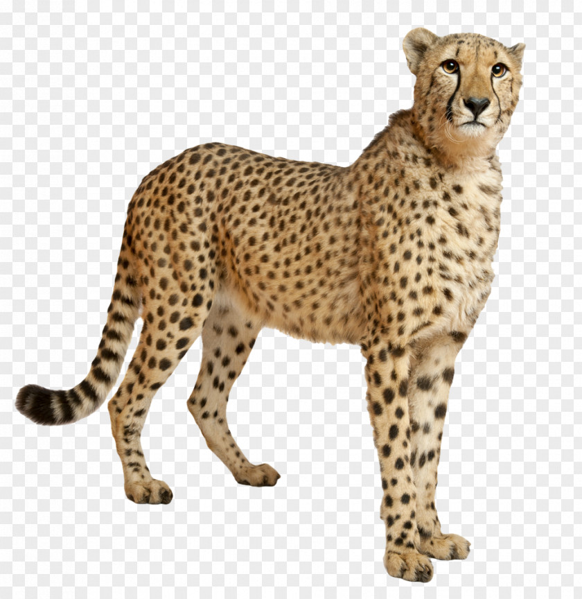 Cheetah File Clip Art PNG