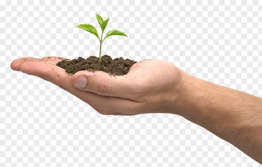 Holding Hands Plant Hand Clip Art PNG