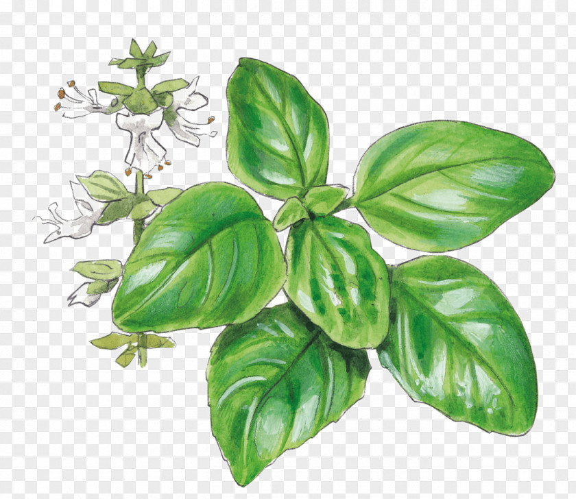 Basil Pianta Aromatica Garden Herb Tarragon PNG