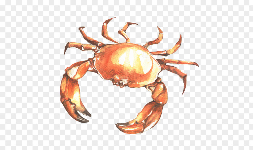 Dungeness Crab Freshwater Illustration PNG crab Illustration, Hand-drawn illustration clipart PNG