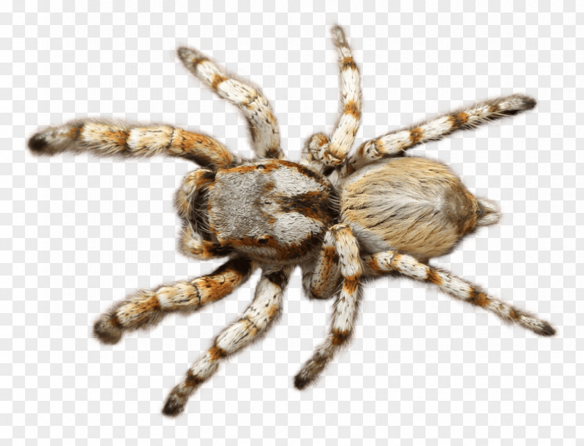 Spider Tarantula Transparency Clip Art Image PNG
