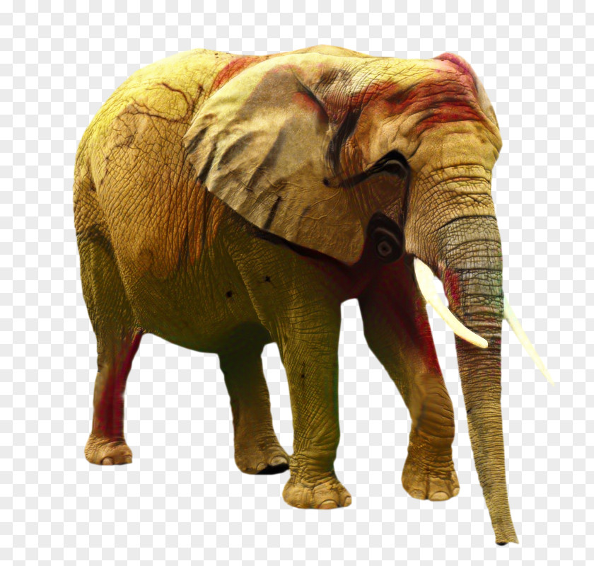 African Bush Elephant Forest Clip Art PNG