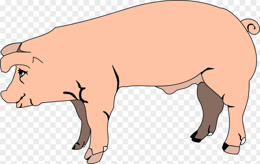 Brown Boar Sad Mood Domestic Pig Clip Art PNG