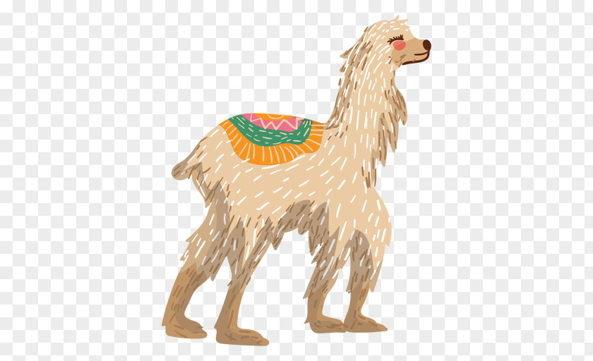 Camel Llama Alpaca Guanaco Illustration PNG