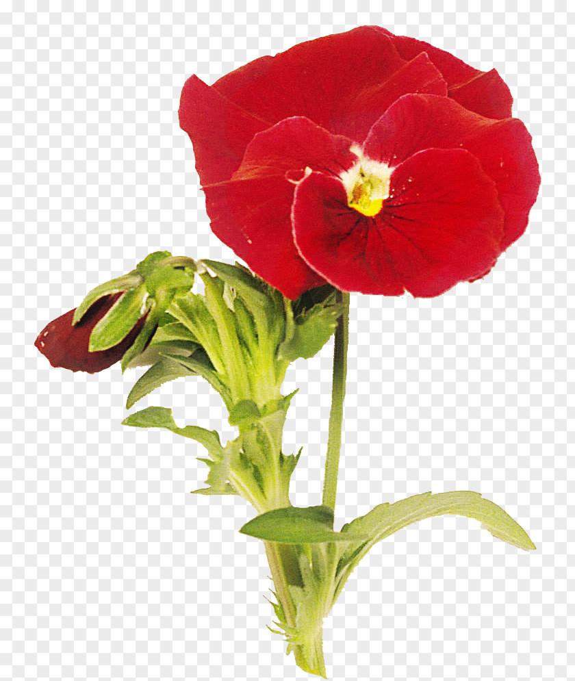 Pansy Cut Flowers Flowerpot Plant Stem Annual PNG