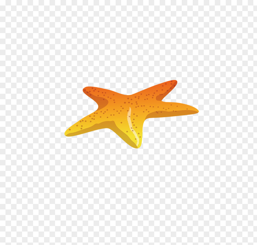 Starfish Creative Euclidean Vector Icon PNG