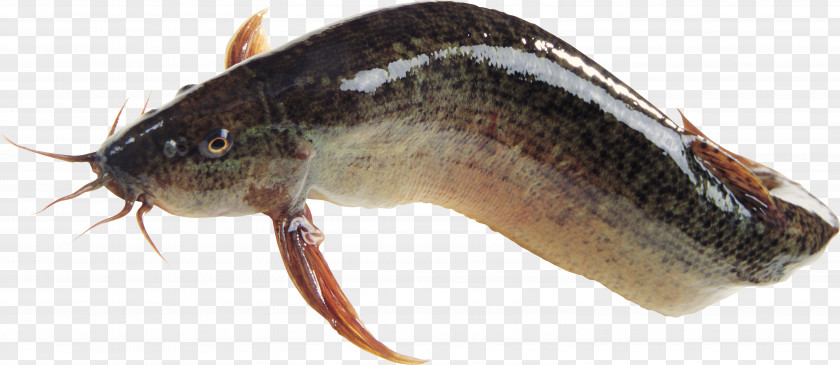 Fish Seafood PNG
