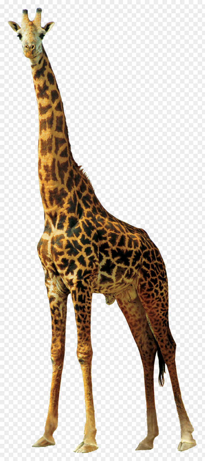 Giraffe Africa Northern Animal PNG