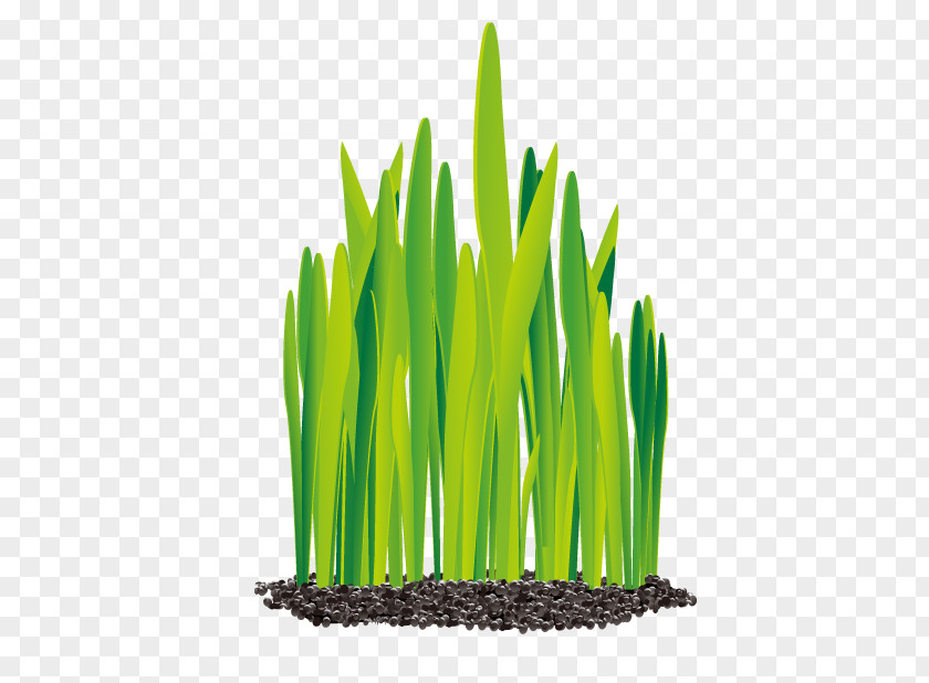 Growing Garlic Euclidean Vector Ai Network Icon PNG