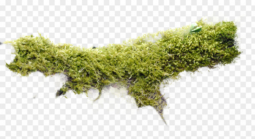 Html Moss Non-vascular Plant Bash PNG