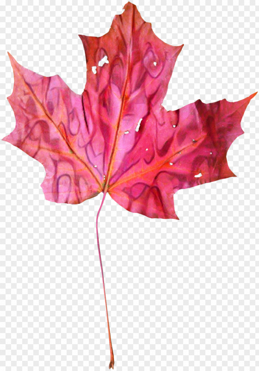 Perennial Plant Planetree Family Red Maple Tree PNG