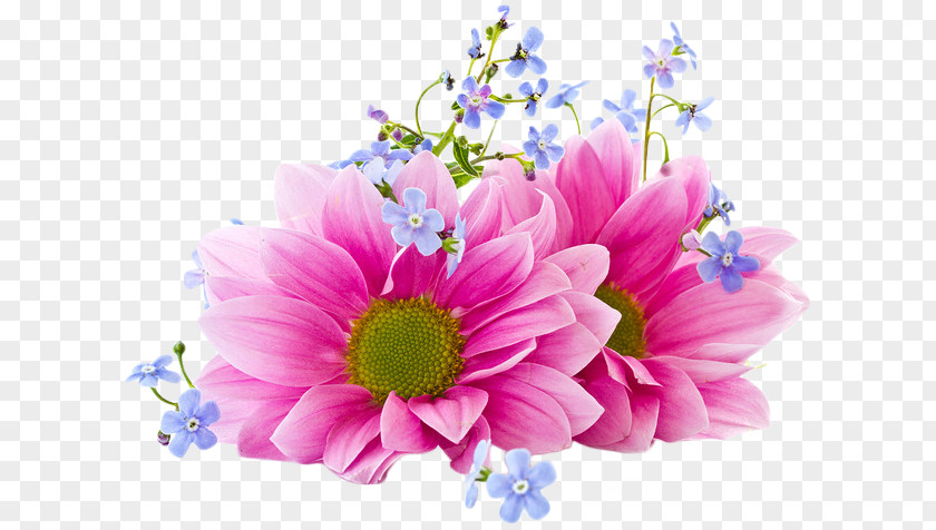 Flower Desktop Wallpaper Clip Art Chrysanthemum PNG