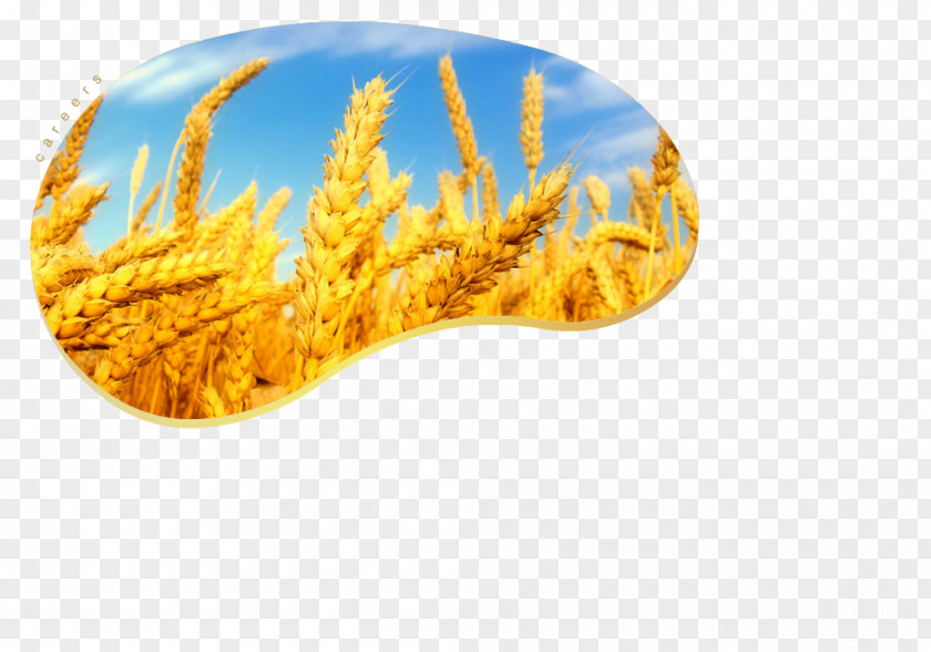 Job Resume Atta Flour Cereal Crop Grain Rye PNG