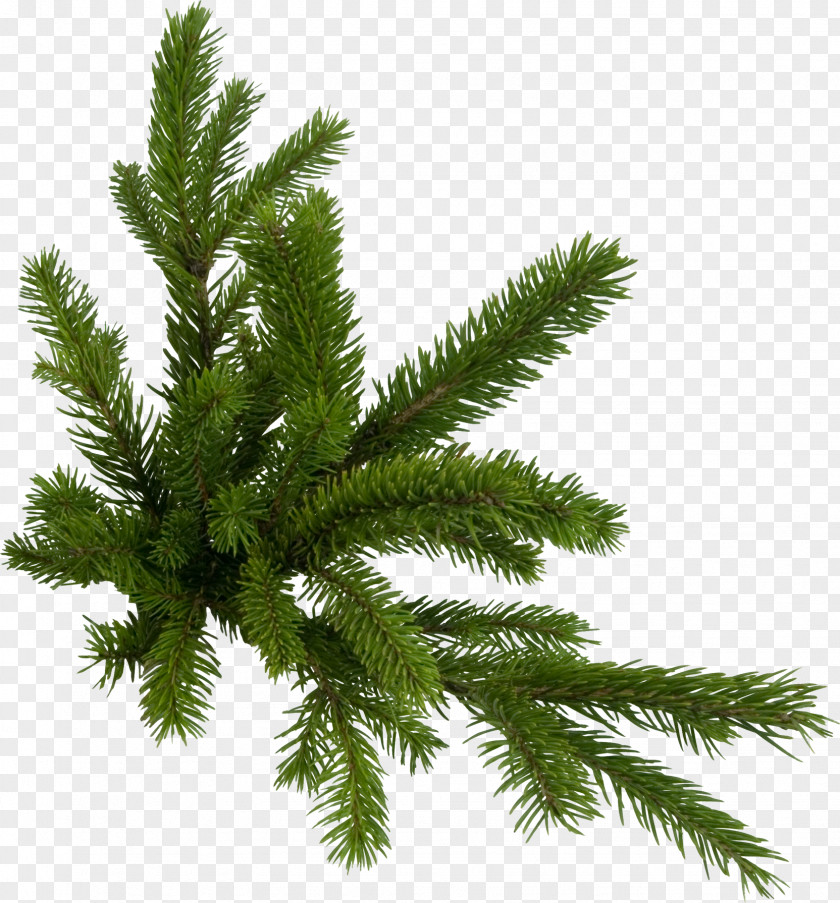 Pine PNG clipart PNG