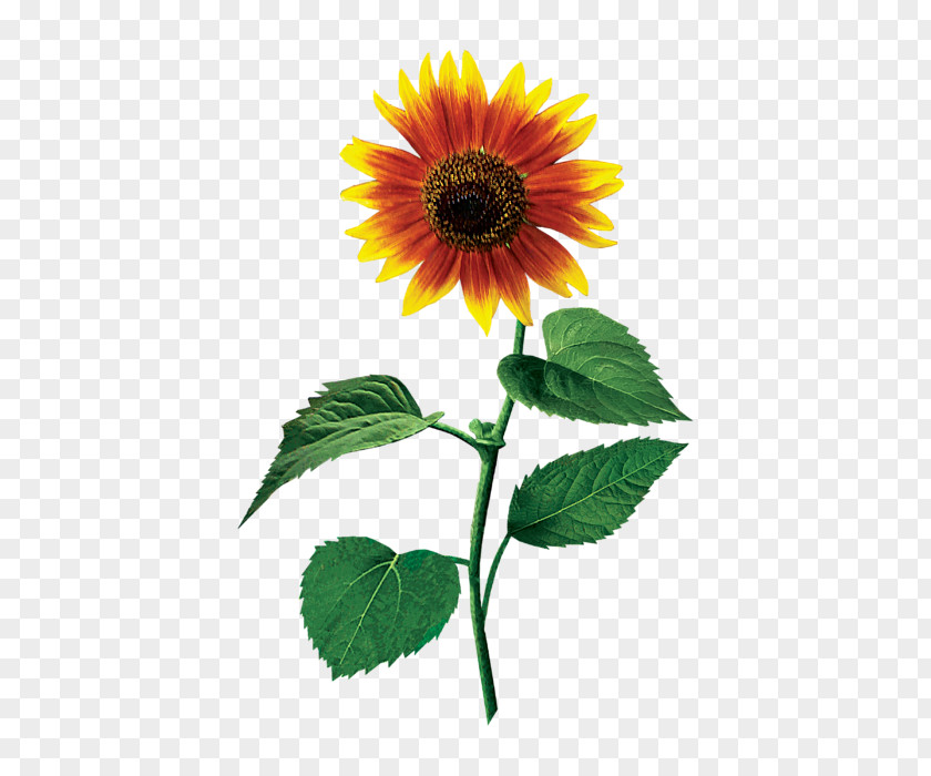Sun Flower Common Sunflower Seed Annual Plant Sunflowers PNG