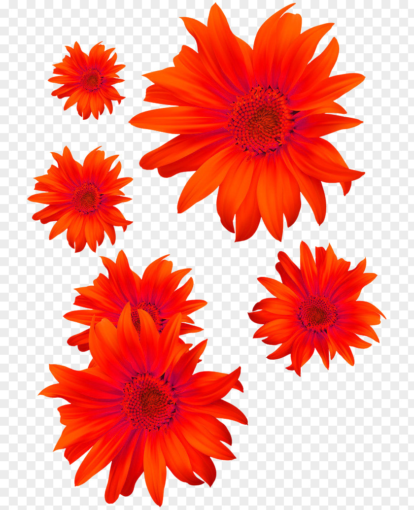 Chrysanthemum Flower Euclidean Vector PNG