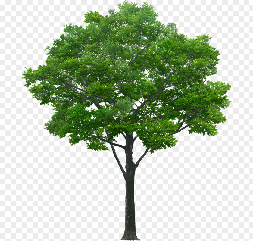 Deciduous Tree Plant Shrub PNG