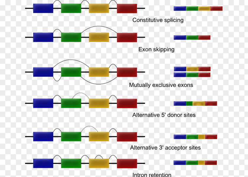 Exon Shuffling RNA Splicing Alternative PNG