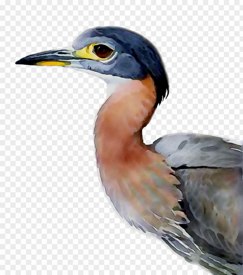 Green Heron African Night By Louis Agassiz Fuertes Buyenlarge Hornbill PNG