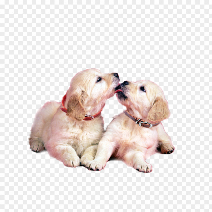 Only Two Dogs Blog Friendship Morning Love PNG