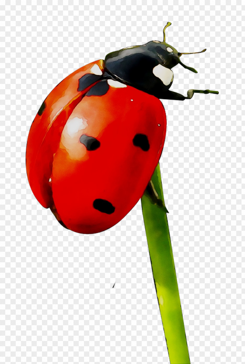 Painting Ladybird Beetle Art Museum Label Insect PNG