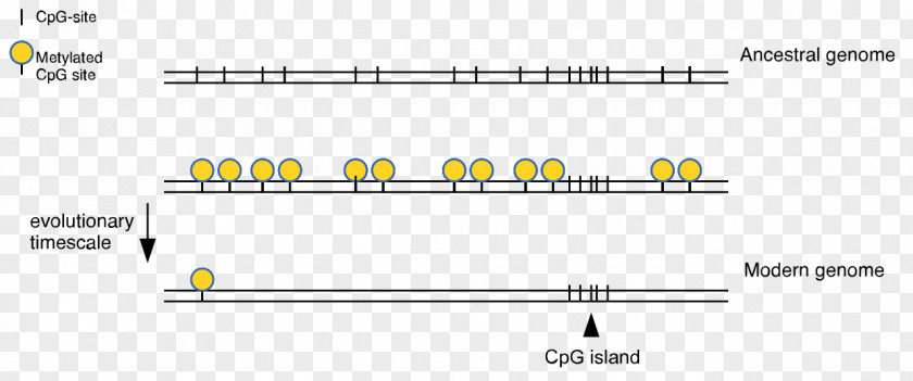 Treasure Island Media CpG Site DNA Methylation Cytosine PNG