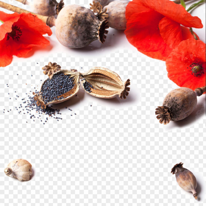 Beautiful Poppy Flowers Flower Stock Photography Grauds PNG