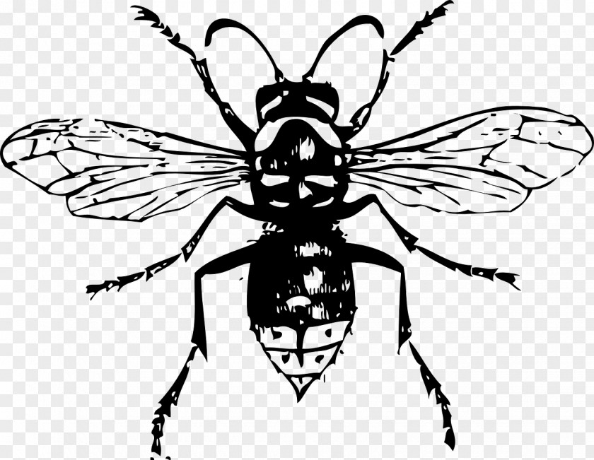Bee Bald-faced Hornet Clip Art PNG