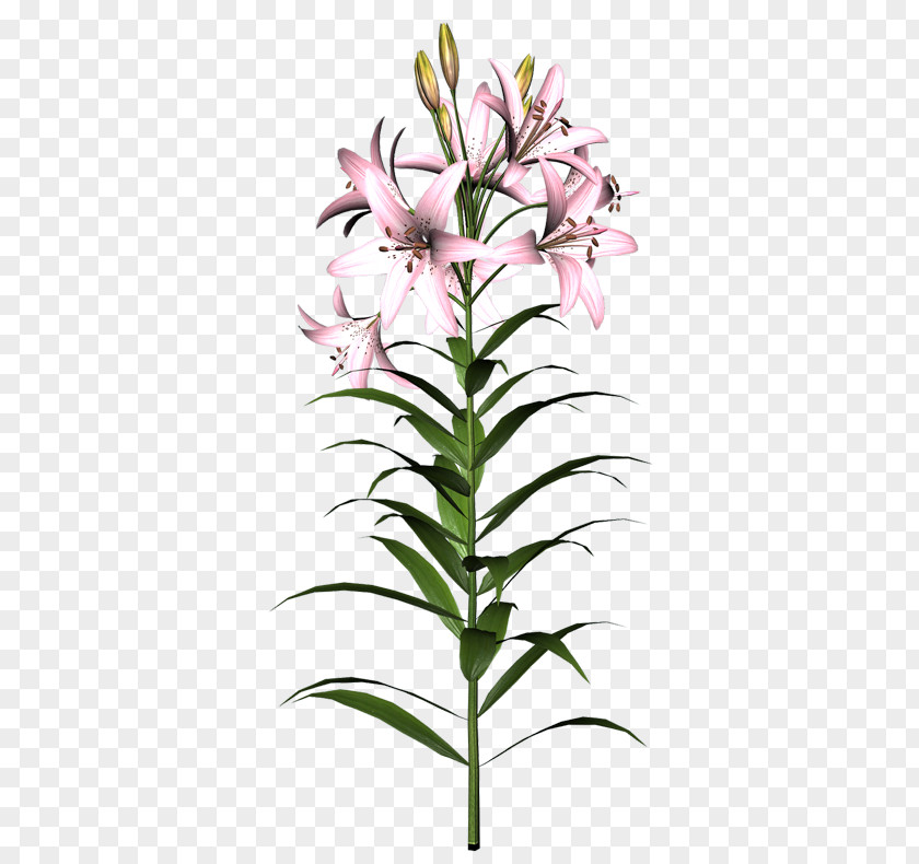 Flower Cut Flowers Easter Lily Tiger Clip Art PNG