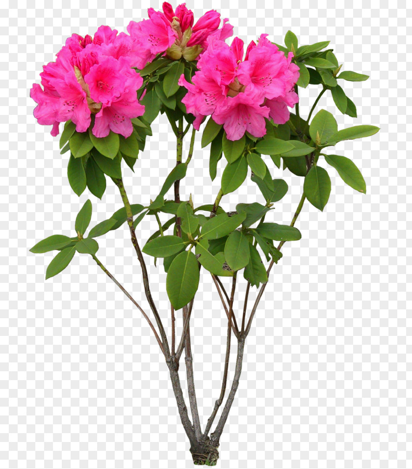 Flower Tree Peony Pink Flowers Psd Cut PNG