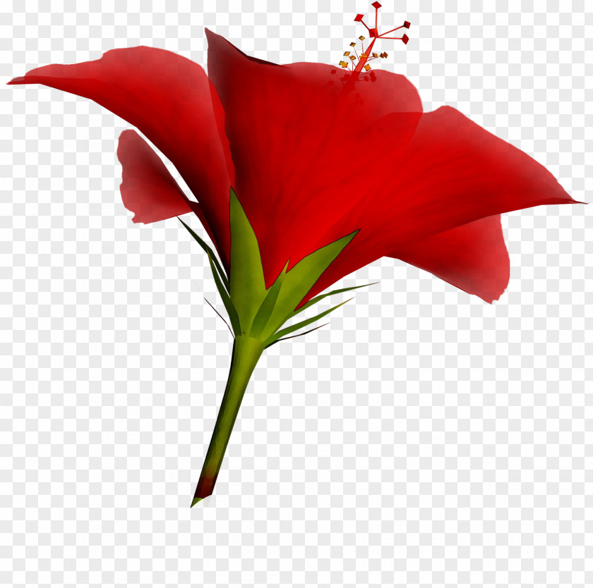 Garden Roses Amaryllis Cut Flowers Jersey Lily PNG