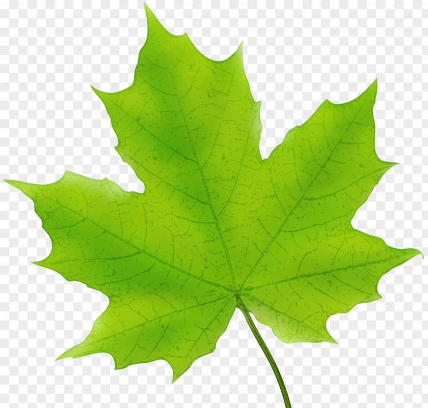 Green Leaves Maple Leaf Canada Clip Art PNG